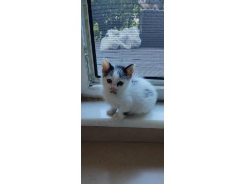 Çok tatlı 3 renk 1 haftalık yavru kedimiz