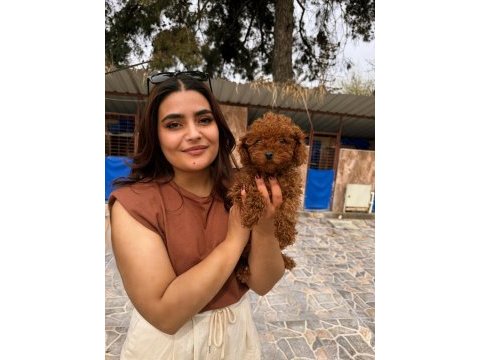 Kıvır kıvır kore poodle bebekler