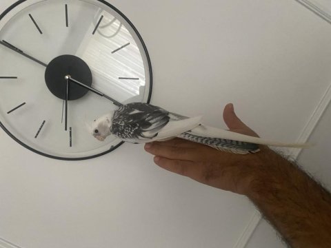 Evcil sultan papağanı