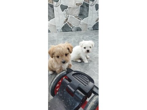 Maltipoo bebekler