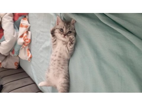 Güzellik abidesi british shorthair kedimiz