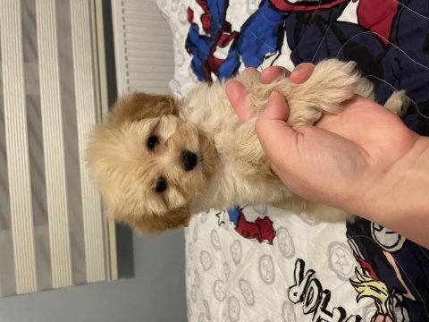 2,5 aylık yavru maltipoo