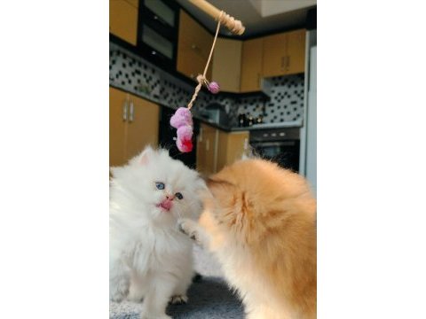 Full şecereli british longhair prensese yuva arıyorum