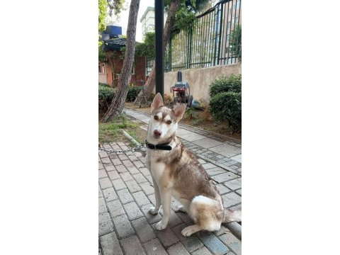 Acil ücretsiz sahiplendirme husky