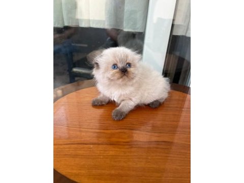 British longhair kediler