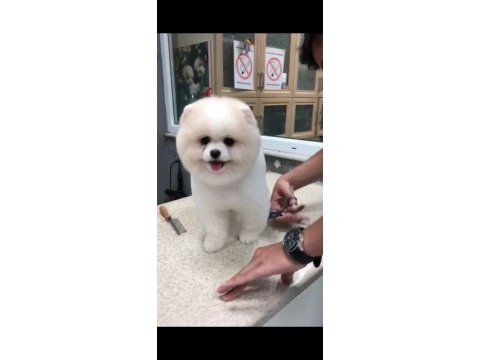 Ayı suratlı pomeranian boo yavrular