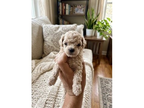Toy poodle dişi erkek yavrular