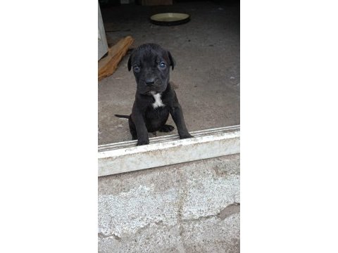 Cane corso yavrular