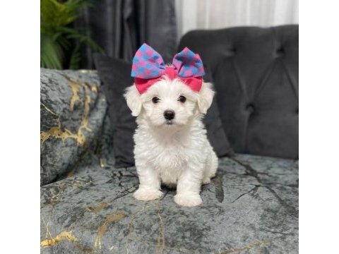 Erkek güzeli son maltese yavrum