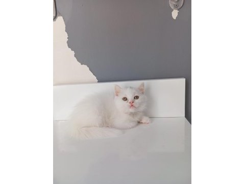 Beyaz saf kan british shorthair kedimiz
