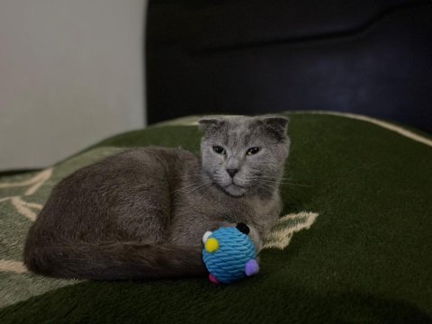 Scottish fold sahiplendirme