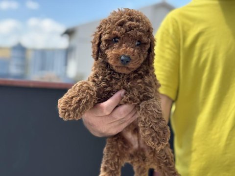 Ankaranın en kaliteli toy poodle yavruları