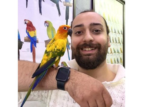 Güneş konur papağanı full evcil konuşan