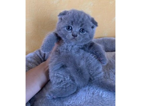 Scottish fold yavrularımız 