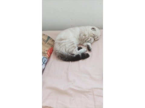 Scottish fold sıfır kulak arayan pişman olmaz uygun