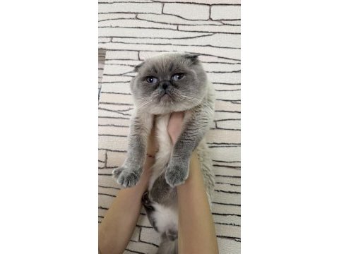 Scottish fold kedisi