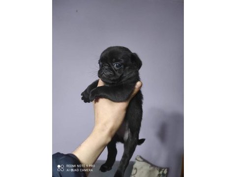 Siyah pug bebekler