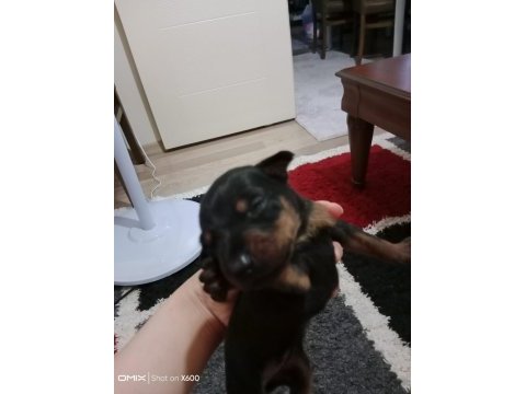 Doberman yavrularımız sahiplendirilecektir