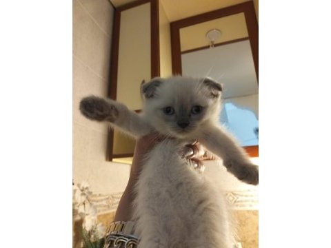 3 adet bluepoint maviş scottish fold gözler