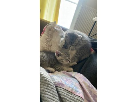 Henüz 4 aylık chinchilla 2 ay önce aldım
