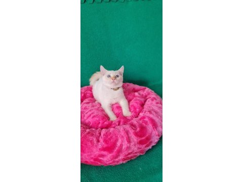Redpoint british shorthair yeni yuvasını bekliyor