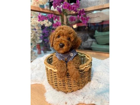 Toy poodle yavru 3 ay minik ve a kalite