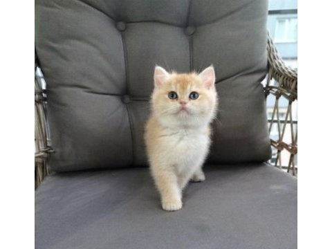 Altın sarısı ny12 british shorthair