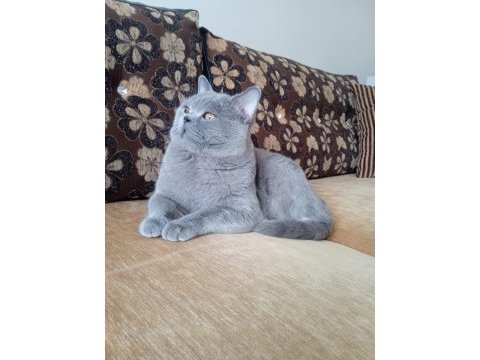 2 yaşında erkek british shorthair