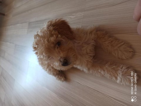 Erkek maltipoo 4 aylık