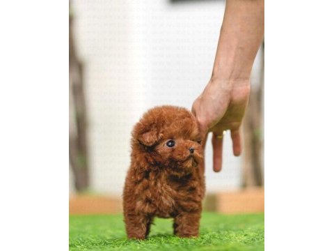 Koreden gelen poodle bebeğimiz ıstanbuldayiz