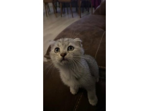 Gri ve silver scottish fold bebekler