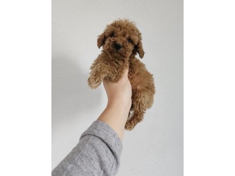 Toy poodle yavrularımız