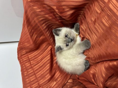 Blue point yavru 2 aylık british shorthair