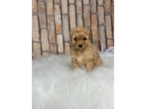 A kalite toy poodle yavrular