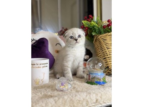 Safkan scottish fold bebekler