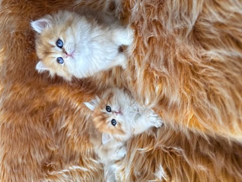 Efsane güzellikte british longhair bebeklerim