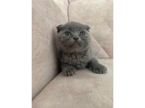 Ayı surat top kafa sıfır kulak erkek bebiş