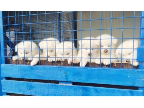 Safkan soykütük sertifika belgeli japon akita yavrular