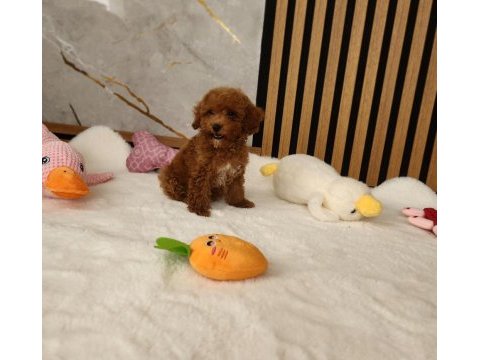 Maltipoo minik  yavrularımız 