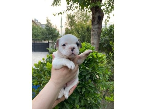 Rezeryeve açık dişi erkek french bulldog köpekler