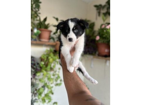 Border collie yavrular