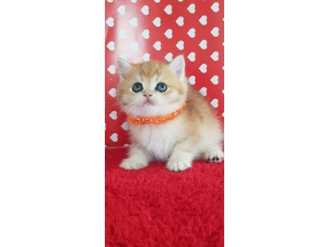 Ankarada ziyarete açık ny12 golden british shorthair