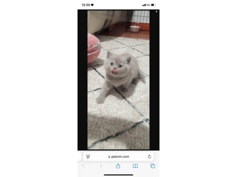 Lilac british shorthair bebekler