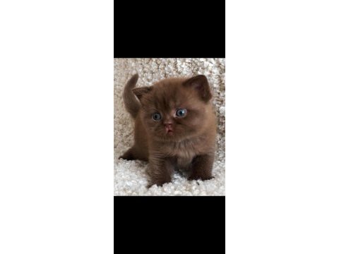 Dubai çikolatası tadında chocolate british shorthair 