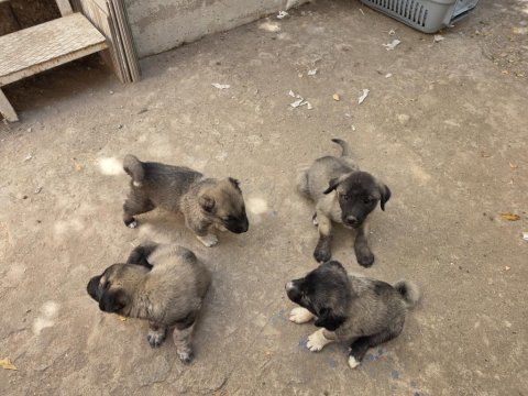 Safkan kangal yavruları