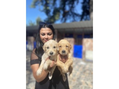 Safkan golden retriever yavrularım