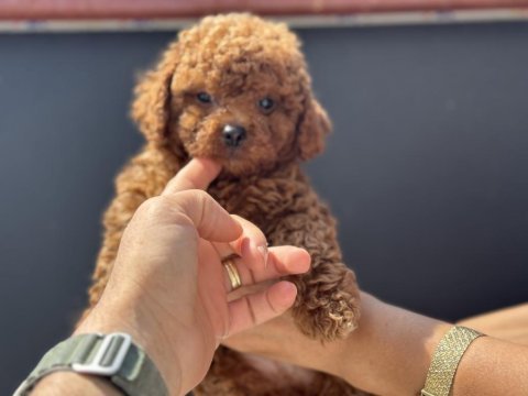 Petmode köpek çiftliğinde ziyarete açık toy poodle