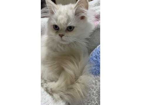 Aşıları tam ev kedisi chinchilla