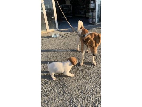 Safkan jack russell (1,5 aylık)