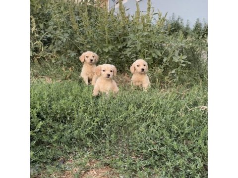 Sevimli golden retriever yavrular